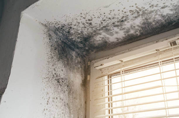 Affordable Mold Cleanup solutions in Spicewood, TX